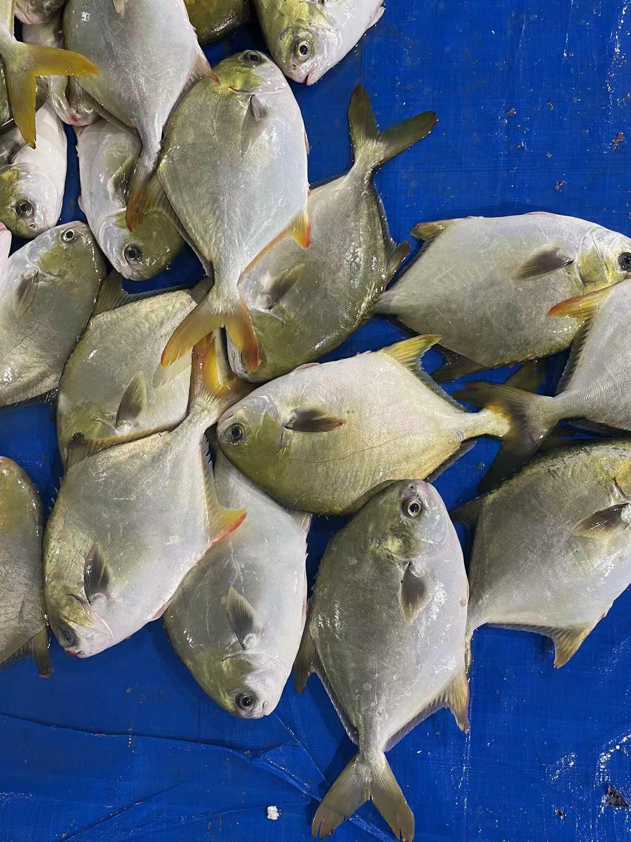 frozen Bonito whole round