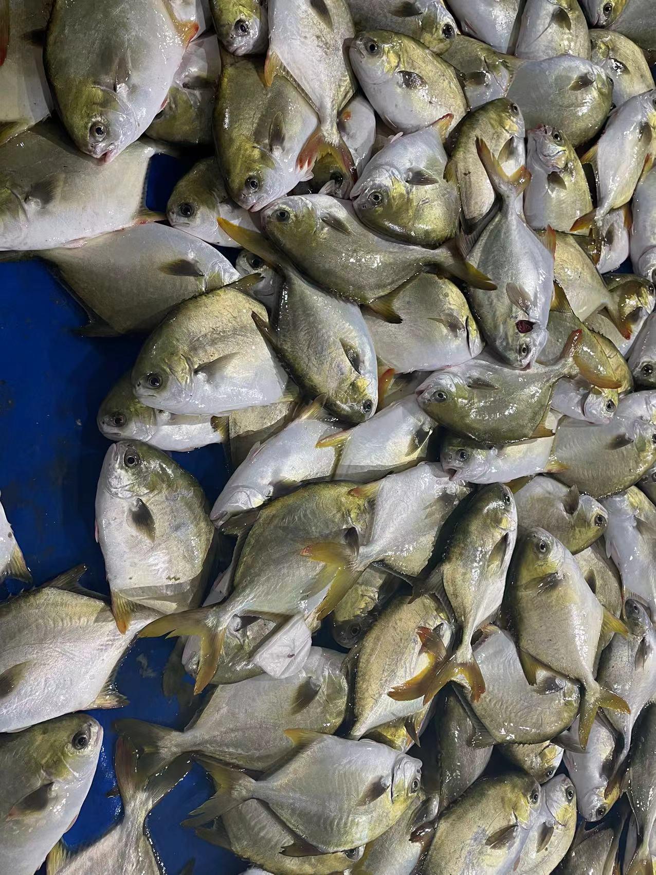 frozen Bonito whole round