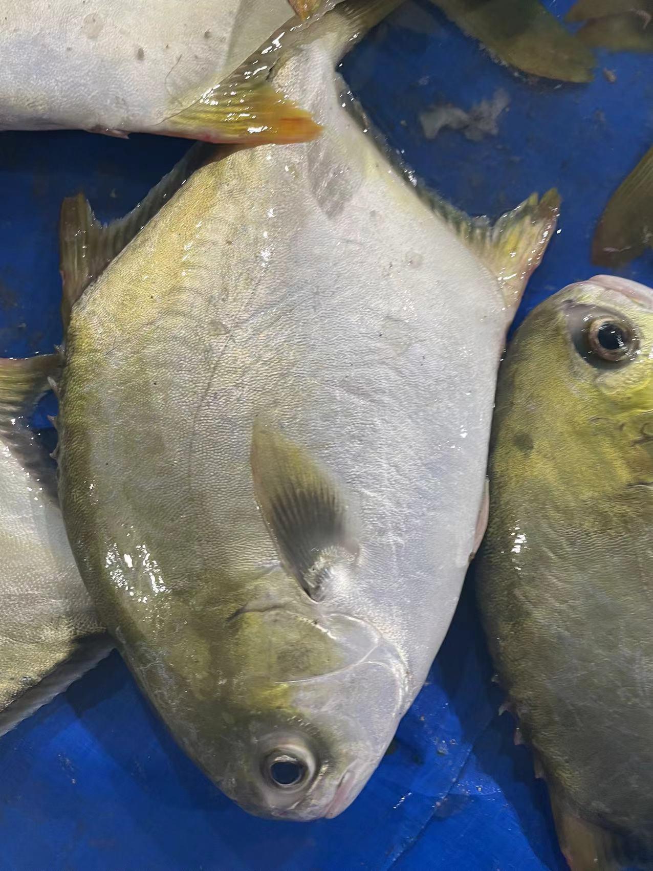 frozen Bonito whole round