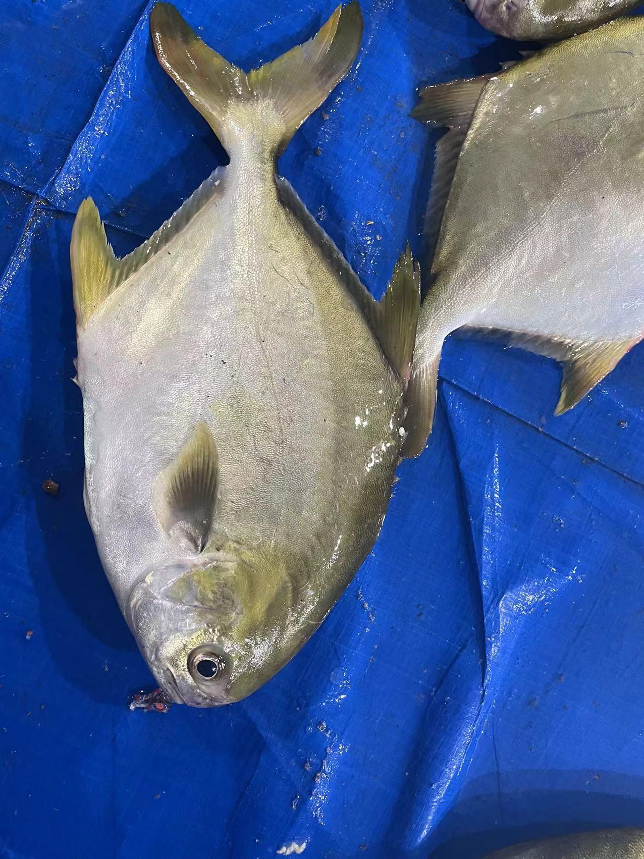 frozen Bonito whole round