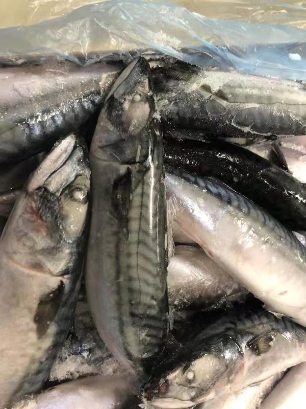 frozen Bonito whole round