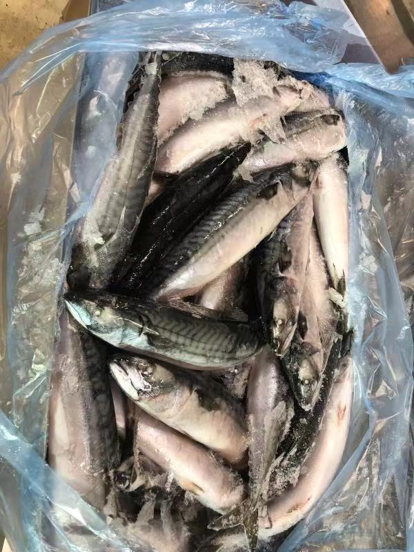 frozen Bonito whole round