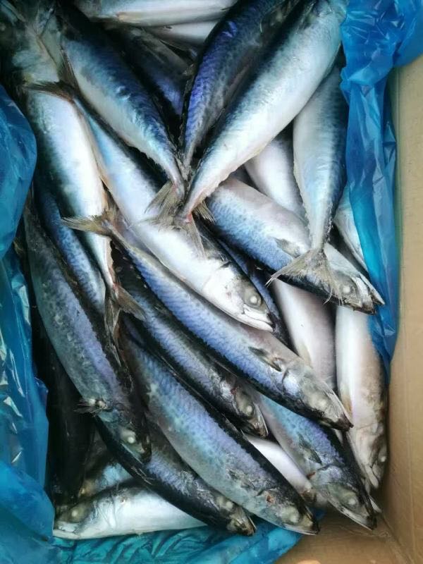 frozen Bonito whole round