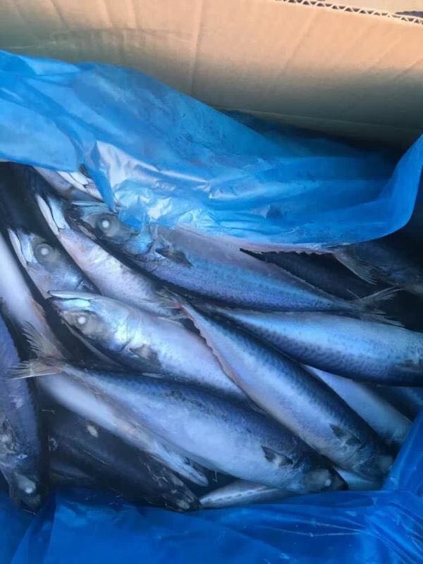 frozen Bonito whole round