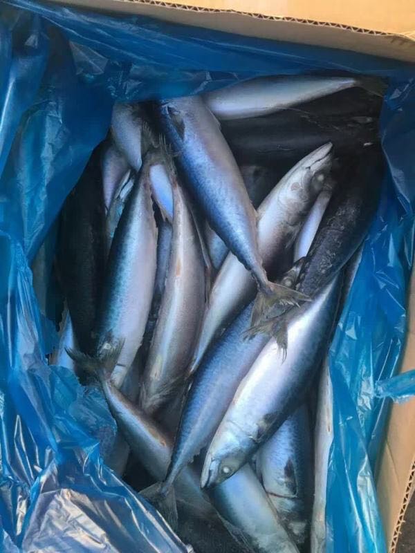 frozen Bonito whole round