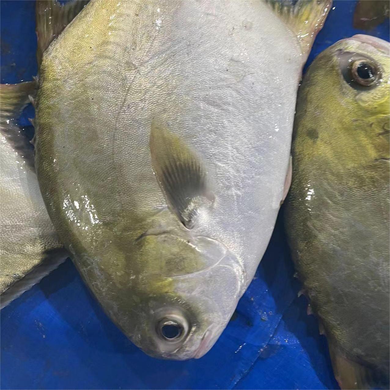 golden pomfret