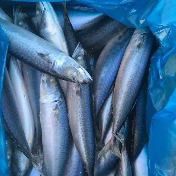 mackerel wr