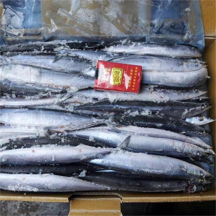 saury