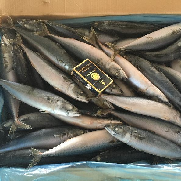 mackerel wr 