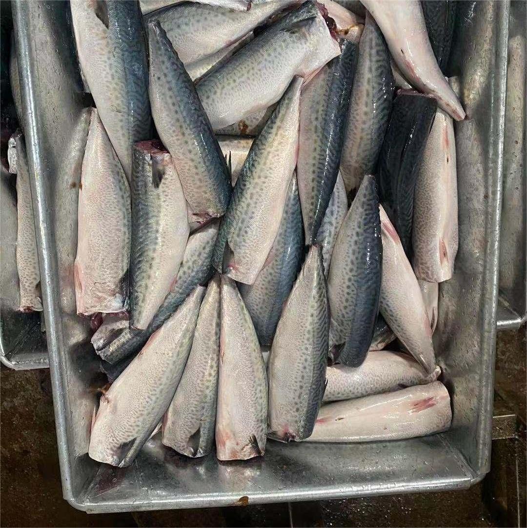 mackerel HGT
