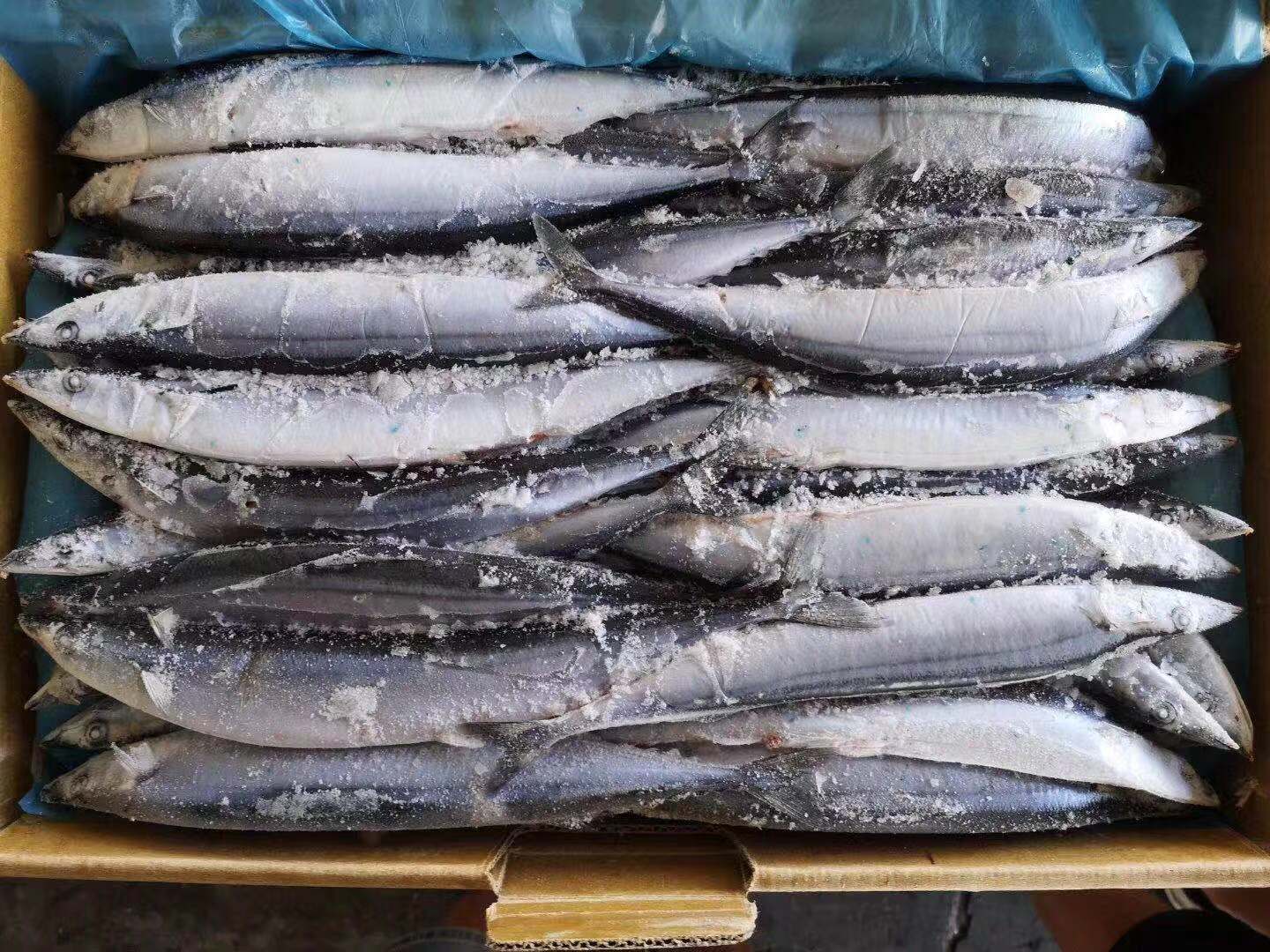 SAURYIMG_2179 SAURYIMG_2179