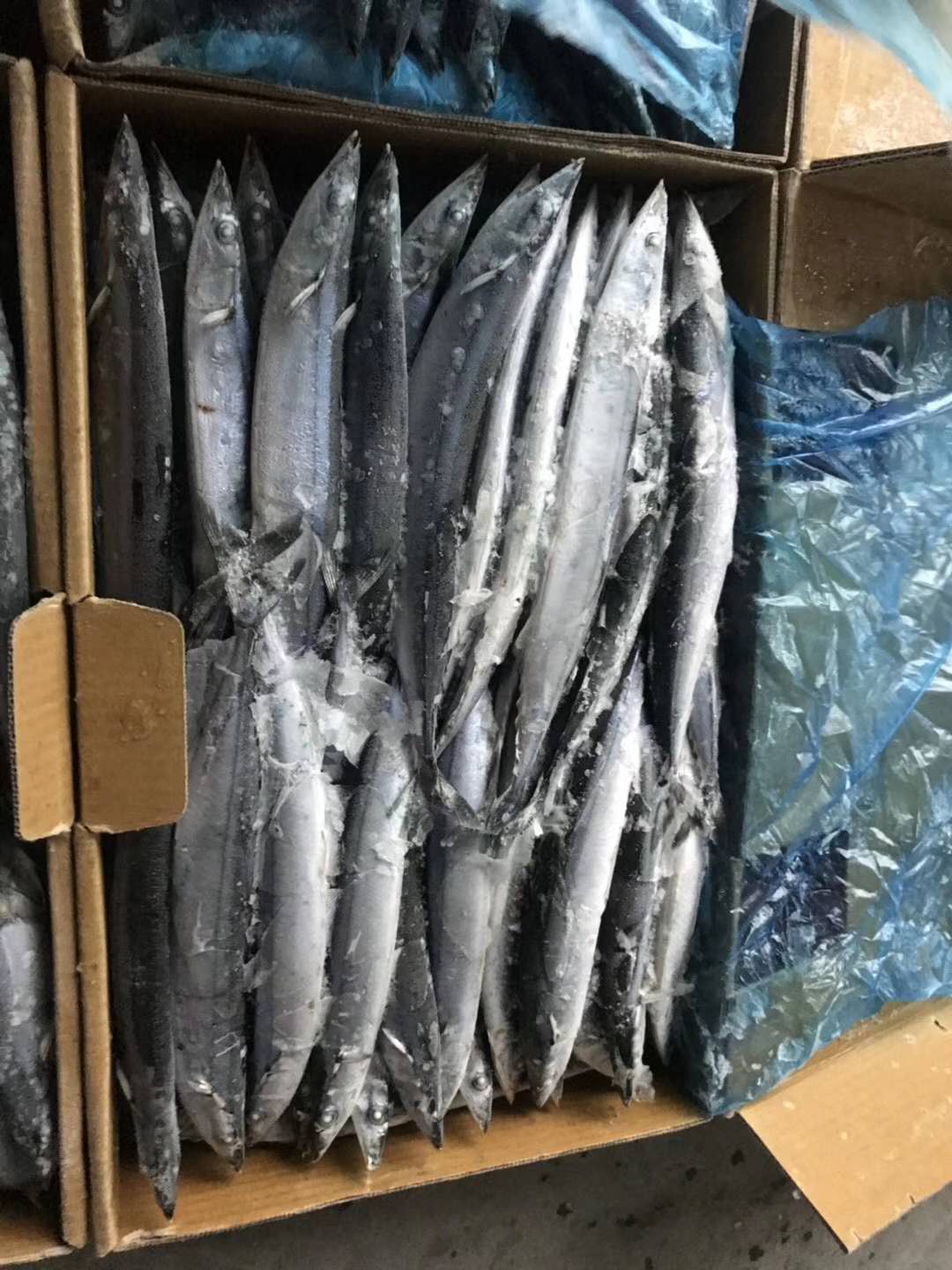 SAURYIMG_2182 SAURYIMG_2182