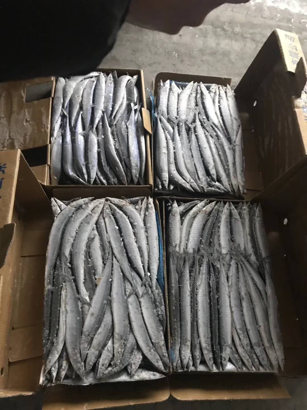 SAURYIMG_2181 SAURYIMG_2181