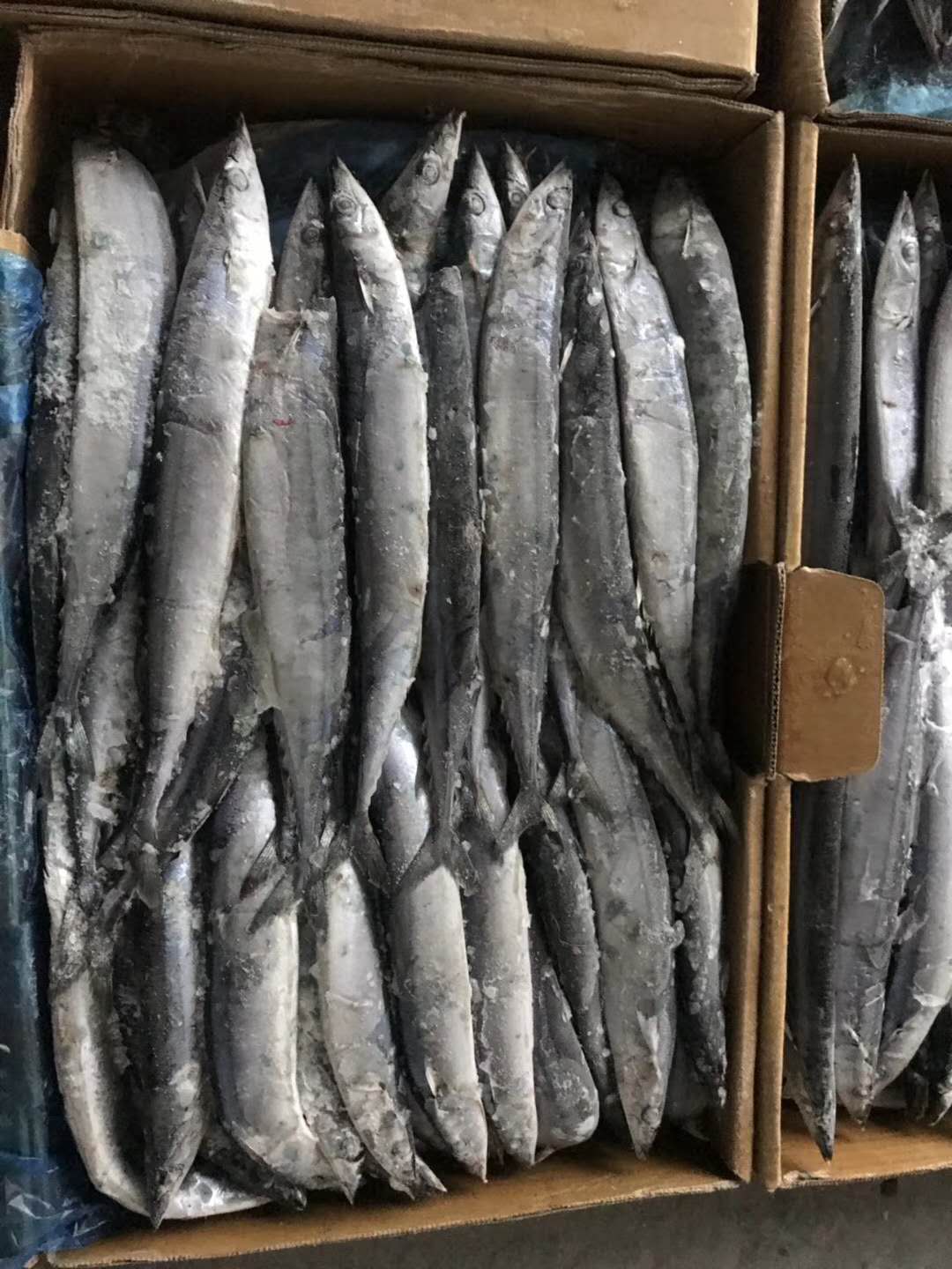 SAURYIMG_2183 SAURYIMG_2183