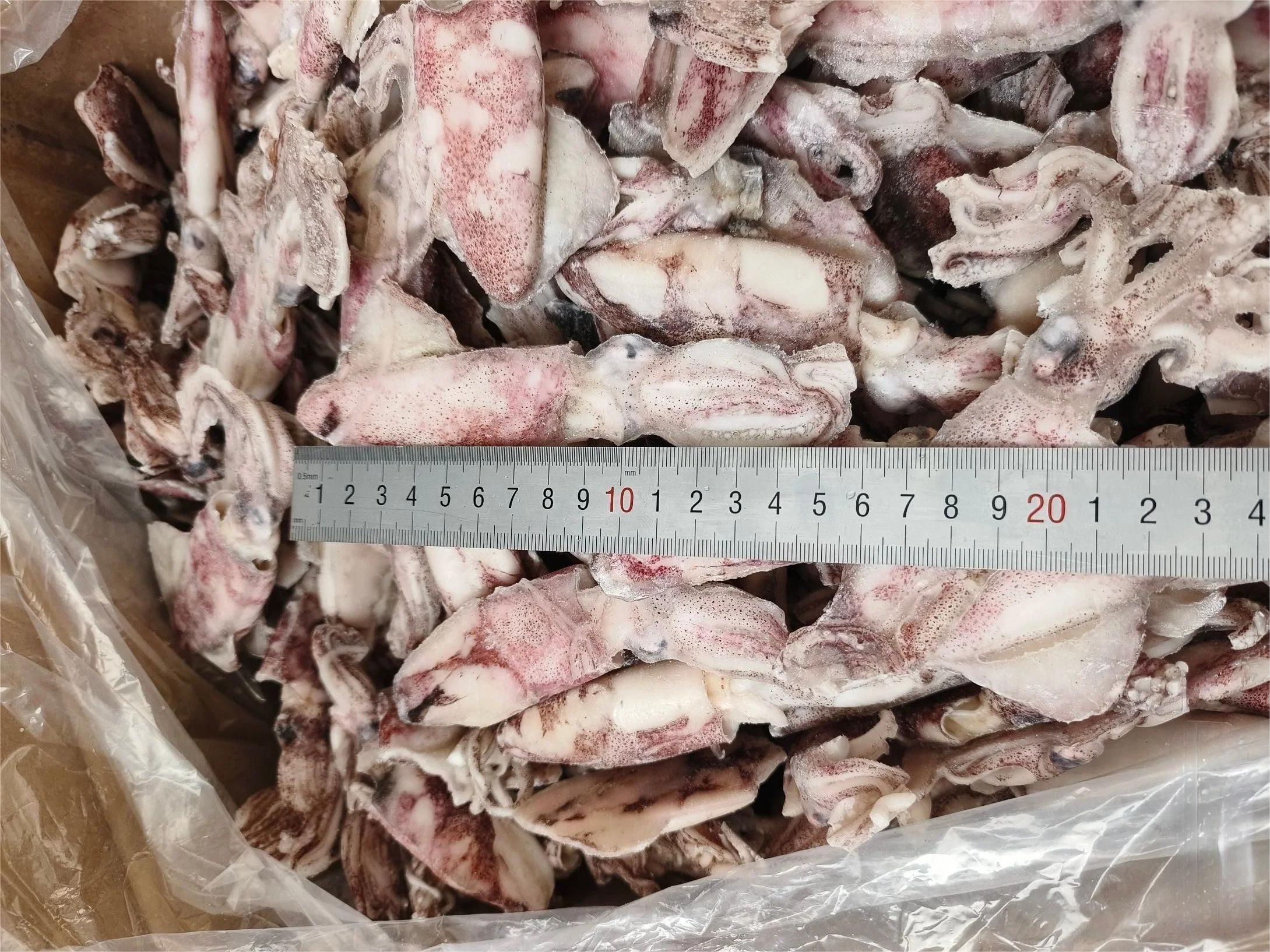 Loligo-Chinensis-Loligo-Japonica-Baby-Squid Loligo-Chinensis-Loligo-Japonica-Baby-Squid