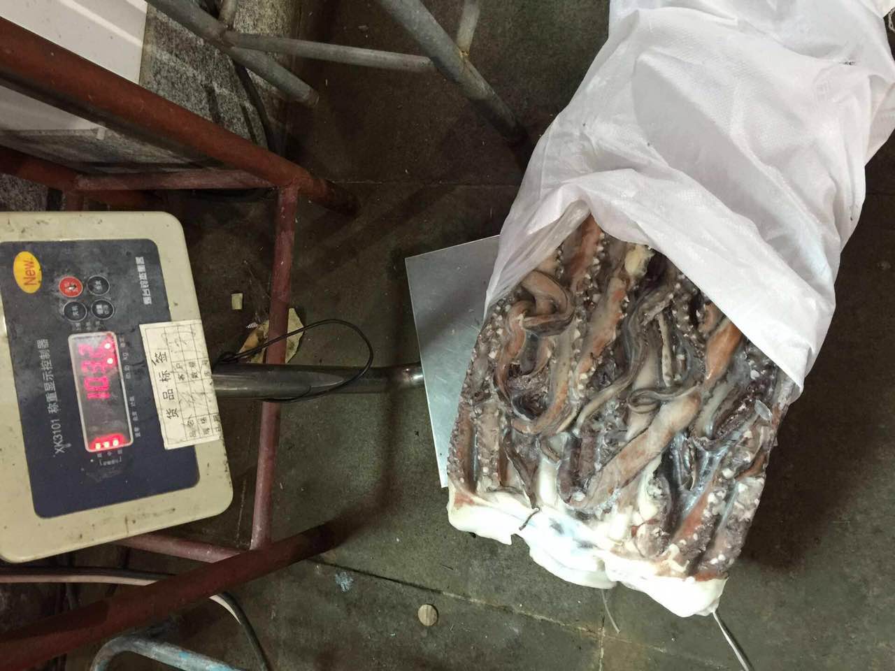 giant squid tentacle 4