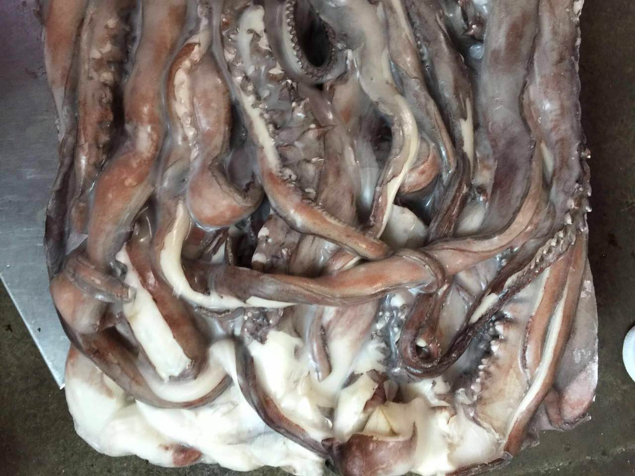 giant squid tentacle 1