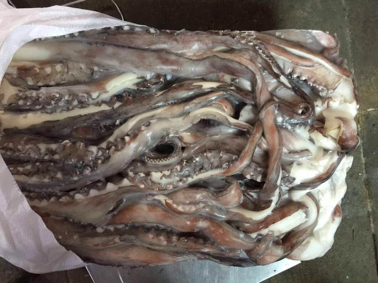 giant squid tentacle 5