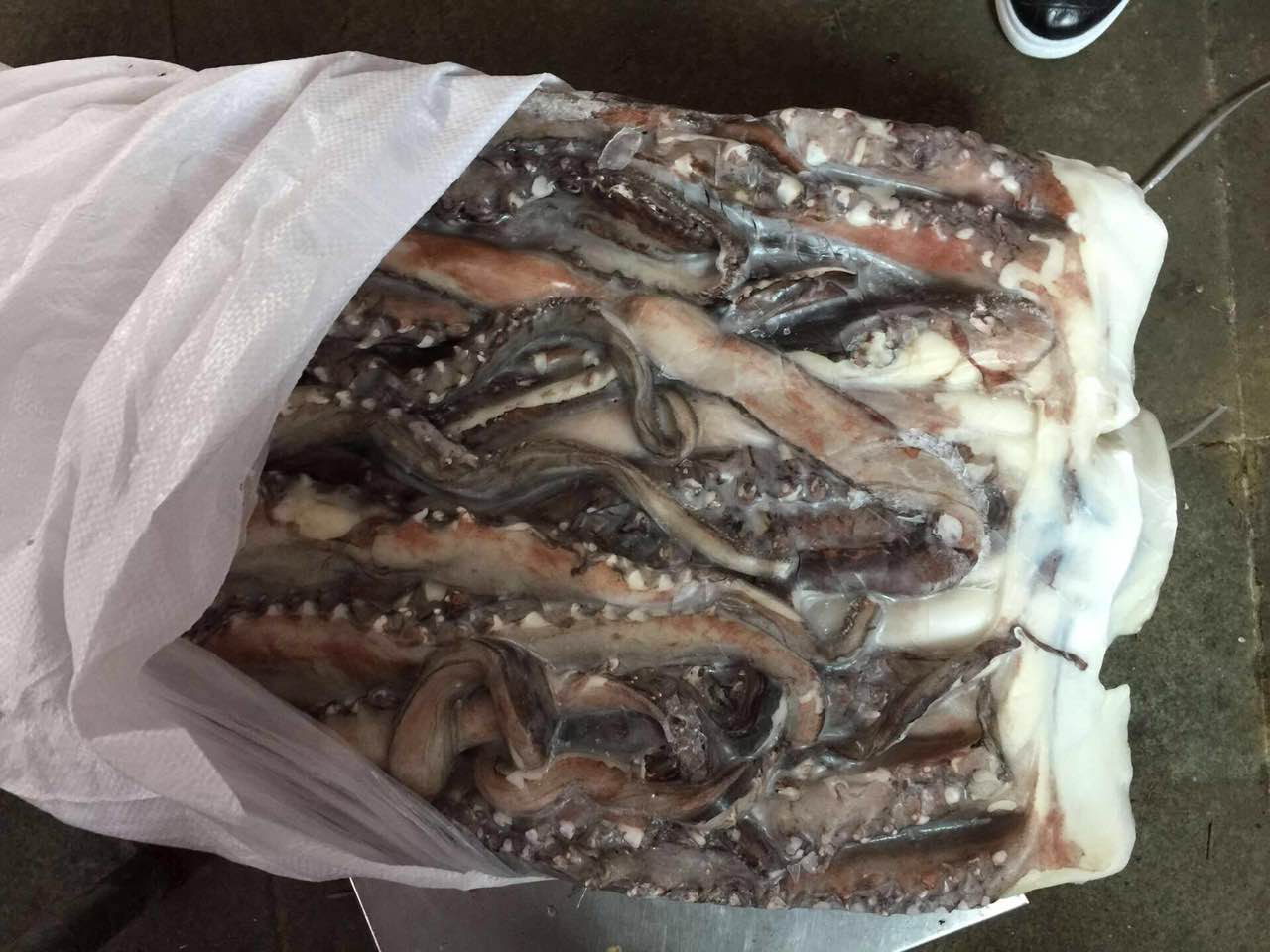 giant squid tentacle 2