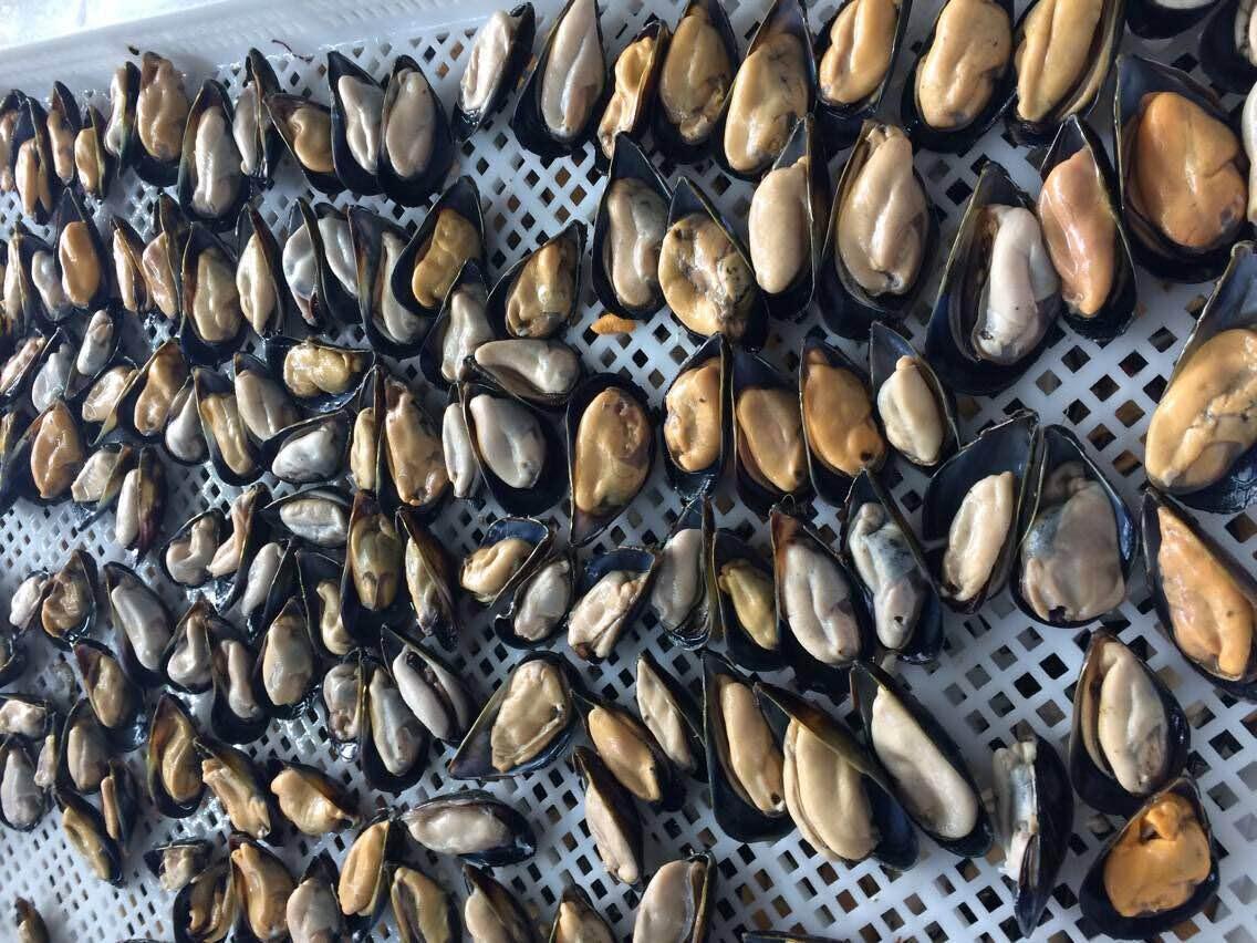 HALF SHELL MUSSEL
