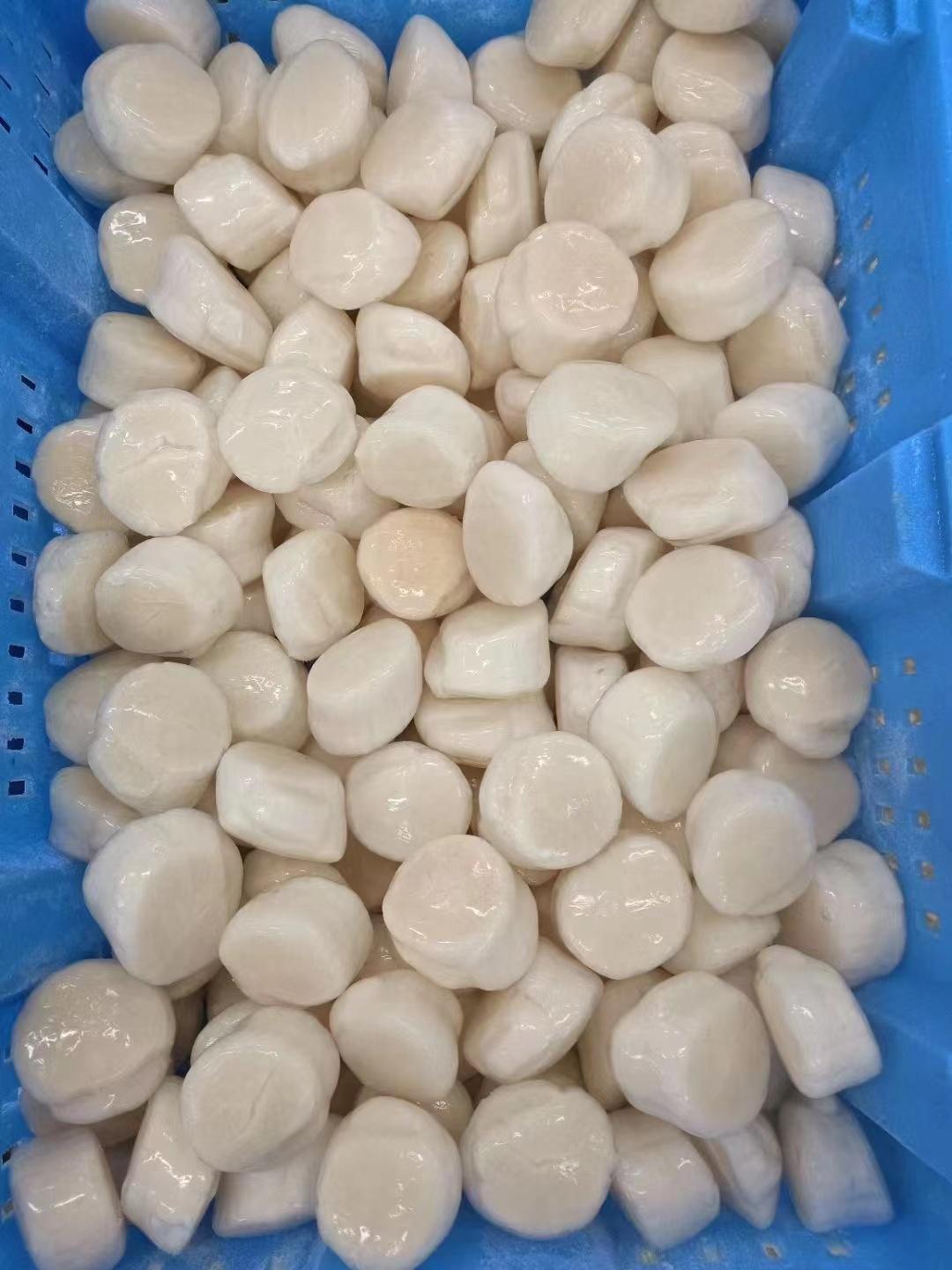 SEA SCALLOPS MEAT