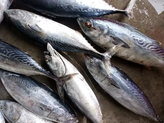 bonito 33