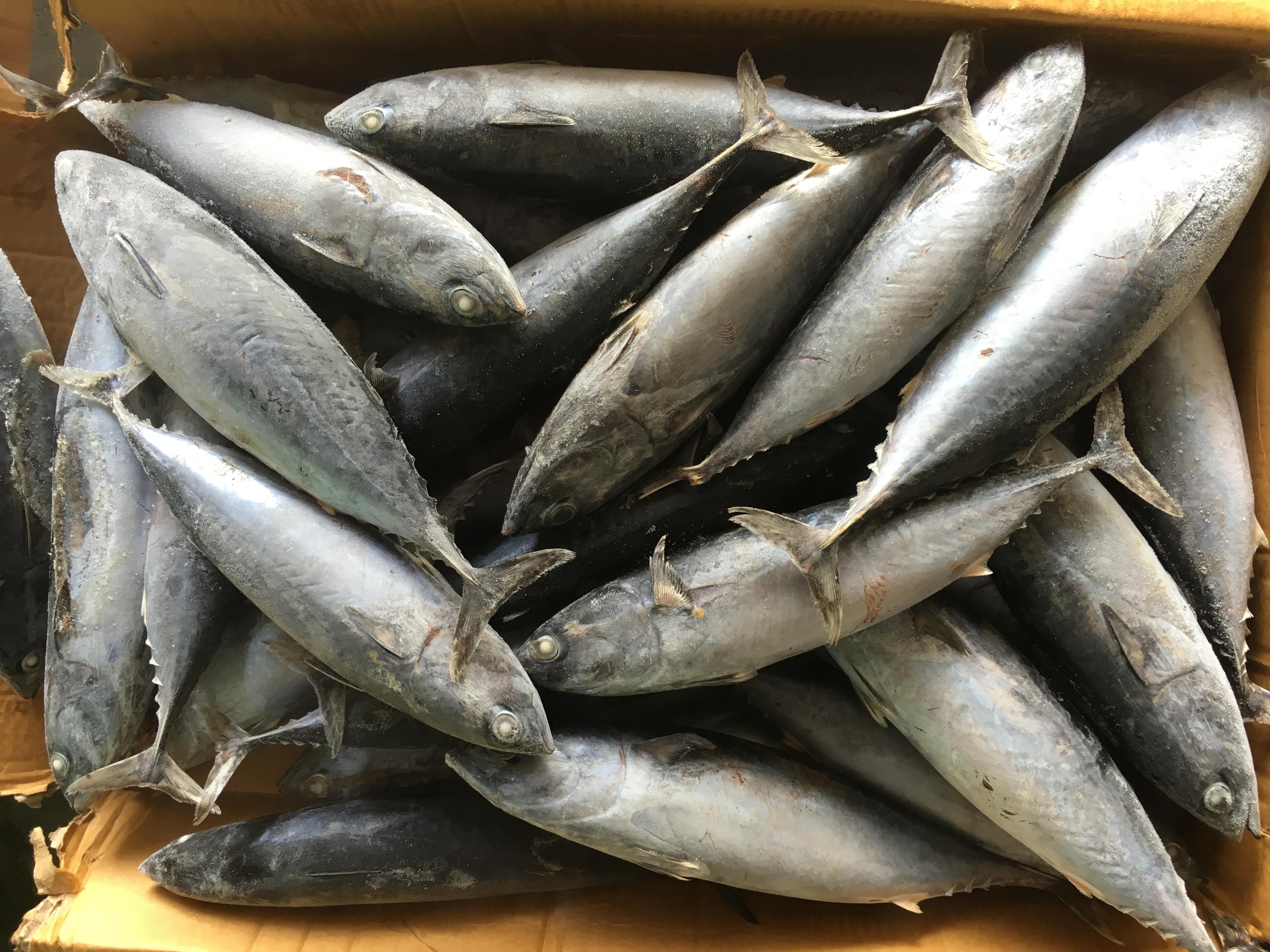 frozen bonito wrwps_doc_25