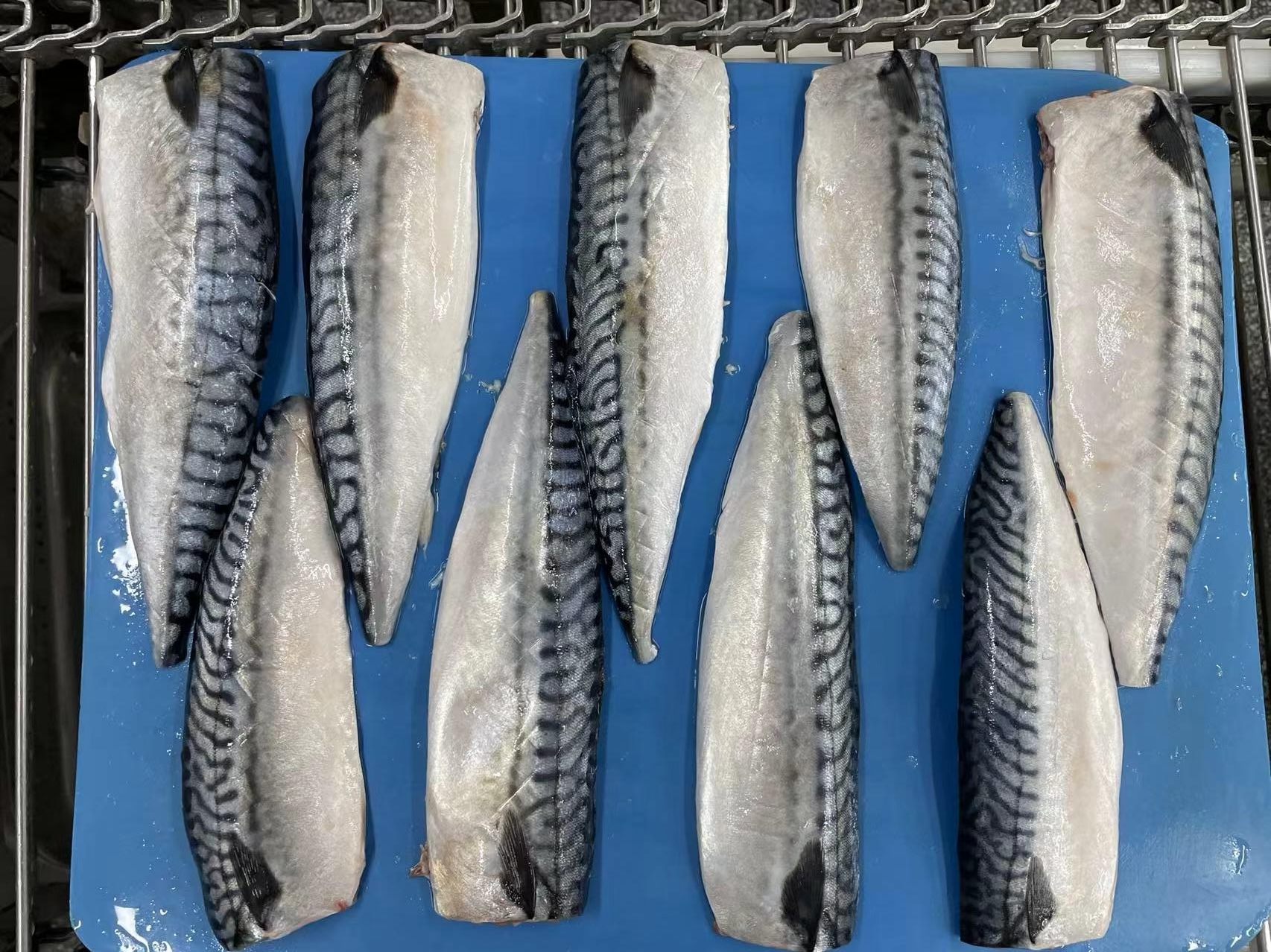 atlantic mackerel filletwps_doc_48 atlantic mackerel filletwps_doc_48