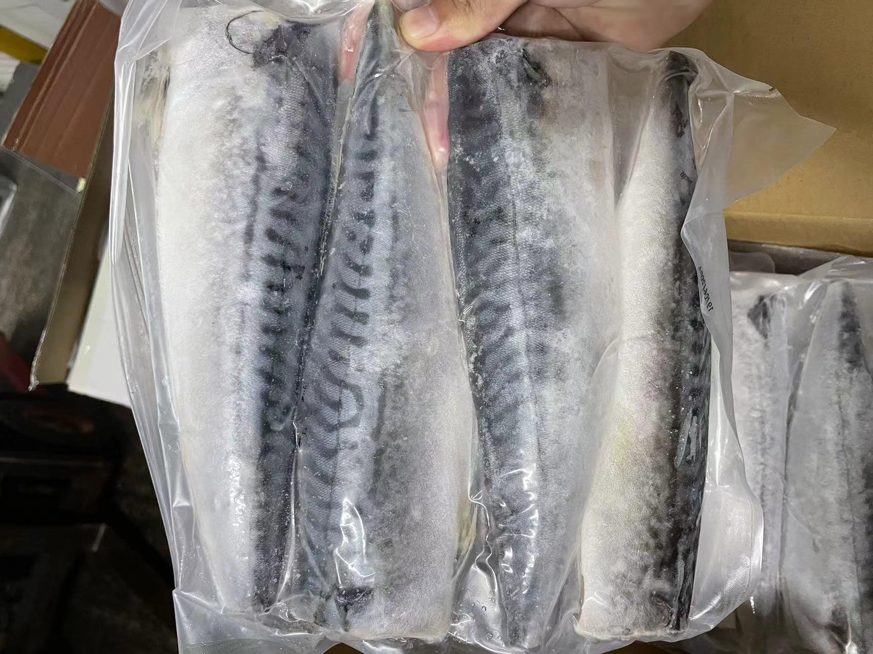 atlantic mackerel filletwps_doc_33 atlantic mackerel filletwps_doc_33