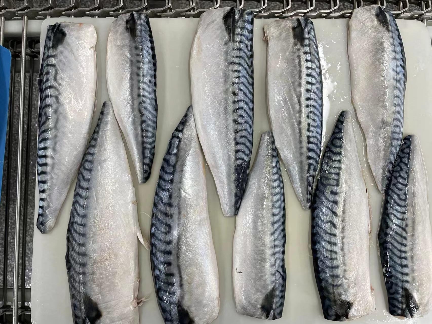 atlantic mackerel filletwps_doc_47 atlantic mackerel filletwps_doc_47