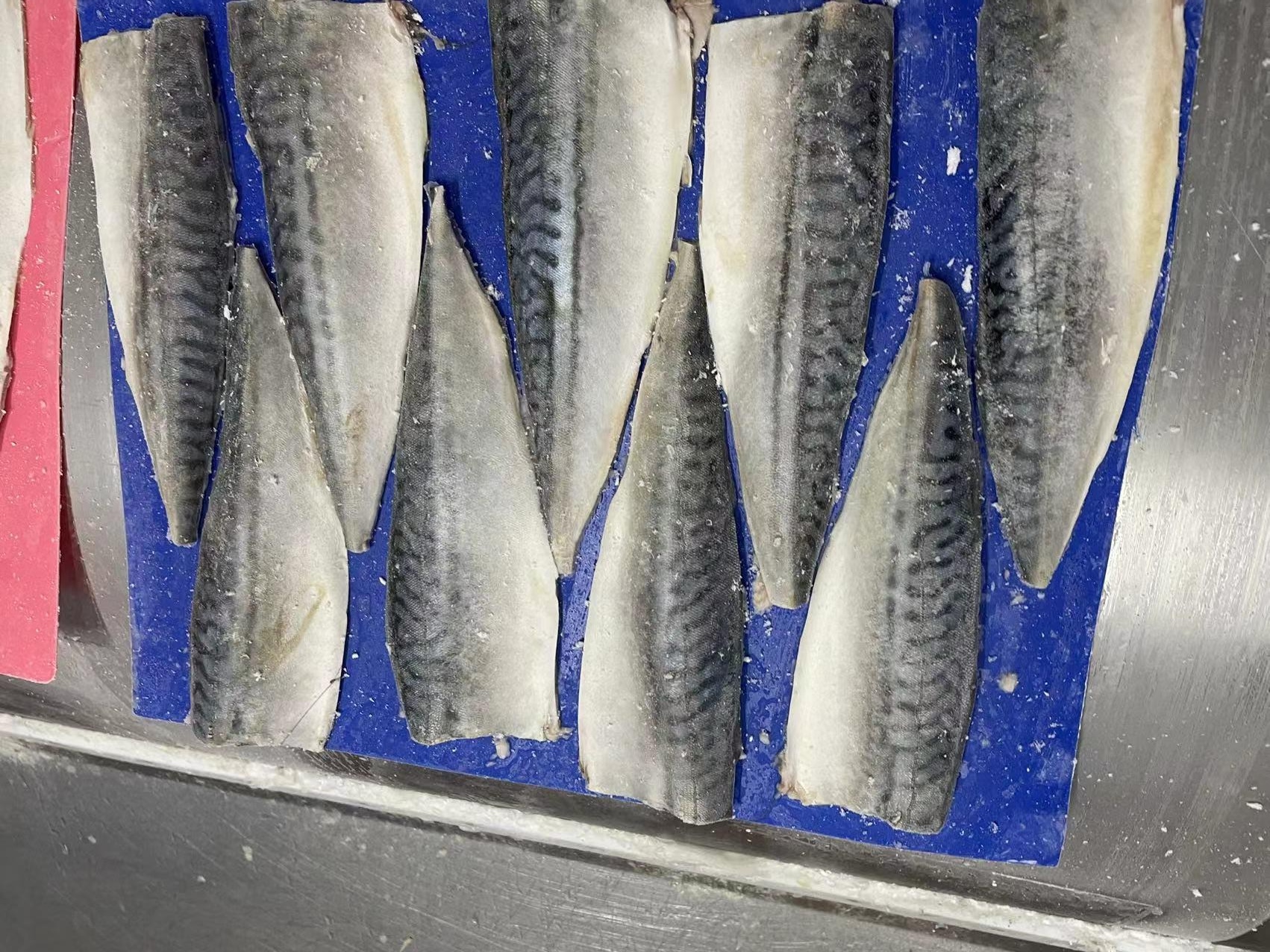 atlantic mackerel filletwps_doc_32 atlantic mackerel filletwps_doc_32