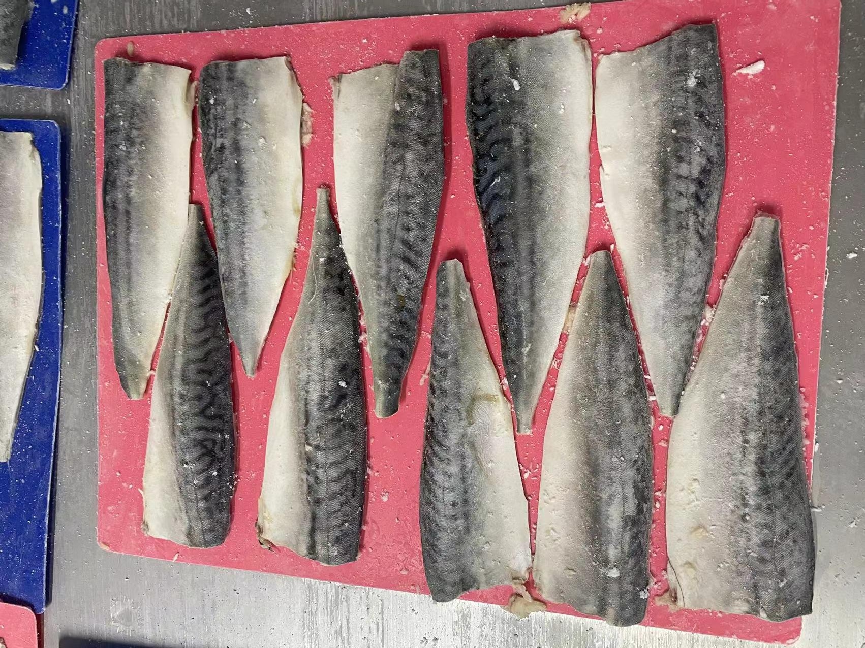 atlantic mackerel filletwps_doc_31 atlantic mackerel filletwps_doc_31